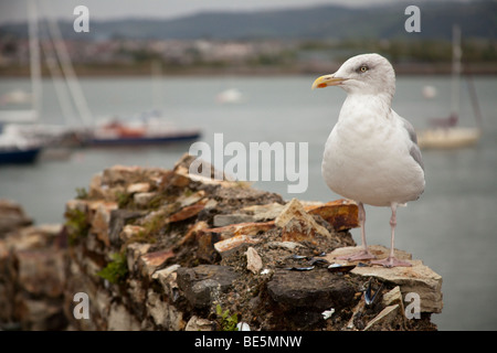 Seagull arroccato su una parte di Conwy Castle pareti che si affaccia sul fiume Conwy. Foto Stock