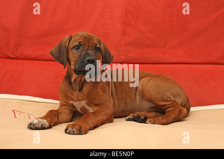 Ridgeback rhodesiano cucciolo, 8 settimane di età, sdraiato su un lettino in una stanza vivente Foto Stock