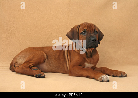 Ridgeback rhodesiano cucciolo, 8 settimane di età, sdraiato su un lettino in una stanza vivente Foto Stock