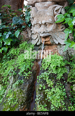 Scolpita in pietra con testa di colata di acqua dalla bocca circondata da felci ed edera in fontana Palma Mallorca Spagna Spain Foto Stock