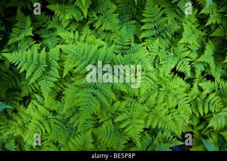 Legno spinoso Fern (Dryopteris expansa), anche Buckler settentrionale (Felce Dryopteris assimilis), gocce di acqua, Pacific Northwest COA Foto Stock