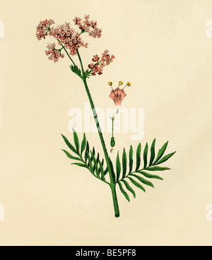 Valeriana, storico illustrazione da: Moritz Willkomm: Naturgeschichte des Pflanzenreichs, storia naturale della pianta unito Foto Stock