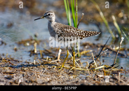 Wood Sandpiper (Tringa glareola) in acque poco profonde, Burgenland, Austria, Europa Foto Stock