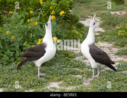 Laysan Albatross due corteggiamento sul Midway Atoll Foto Stock