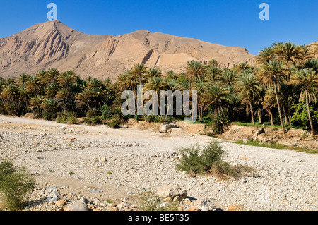 Wadi secco bed and data palm oasis, Hajar al Gharbi montagne, Al Dhahirah regione, il sultanato di Oman, Arabia, Medio Oriente Foto Stock