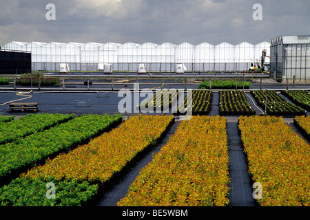 Serra, Serra nel centro dell'Olanda, agricoltura, Boskoop, provincia di Zuid-Holland, Paesi Bassi, Benelux, Europa Foto Stock