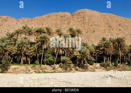 Wadi secco bed and data palm oasis, Hajar al Gharbi montagne, Al Dhahirah regione, il sultanato di Oman, Arabia, Medio Oriente Foto Stock