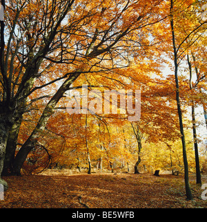 Foresta autunnale Epping Forest, Inghilterra, Regno Unito, Gran Bretagna, ottobre Foto Stock