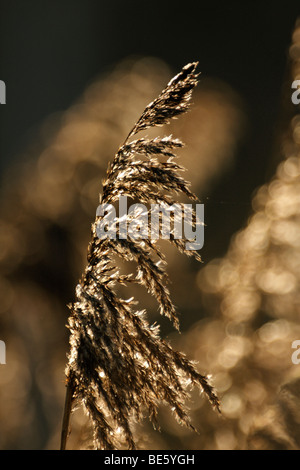 Cannuccia di palude, Phragmites australis Foto Stock