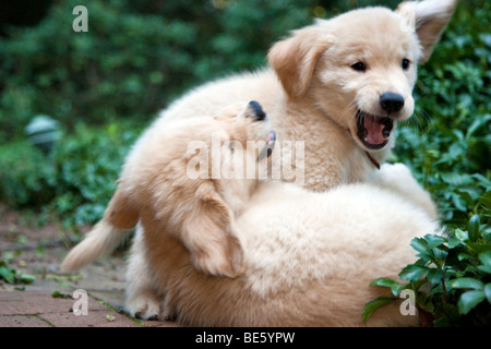 Otto settimane vecchio Golden Retriever cuccioli wrestling e la riproduzione. Foto Stock
