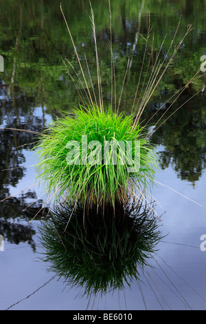 Ciuffo di erba in un lago Moro con acqua riflessione, Pietzmoor riserva naturale, Schneverdingen, Lueneburg Heath, Bassa Sassonia, germe Foto Stock