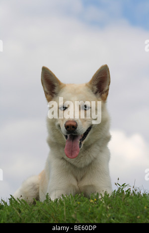 Siberian Husky, sdraiato su un prato Foto Stock