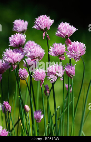 Fioritura di erba cipollina (Allium schoenoprasum), impianto di spezie Foto Stock