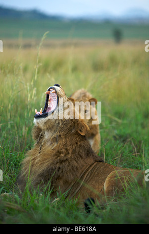 Un maschio di leone a sbadigliare in Kidepo Valley National Park in Uganda del nord. Foto Stock