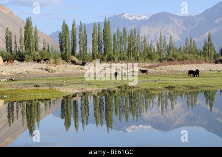 Hundar oasi, inondazione-prone area del fiume Shyok nella parte anteriore dell'oasi, utilizzati come spazi terreni di pascolo, Valle di Nubra, Ladakh Foto Stock