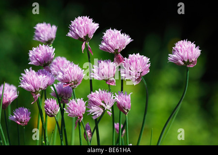 Fioritura di erba cipollina (Allium schoenoprasum), impianto di spezie Foto Stock