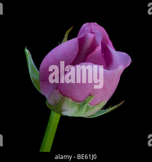 Bocciolo di rosa rosa Foto Stock