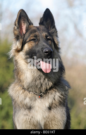 Con i capelli lunghi Husky Pastore hybrid, 11 mesi, ritratto Foto Stock