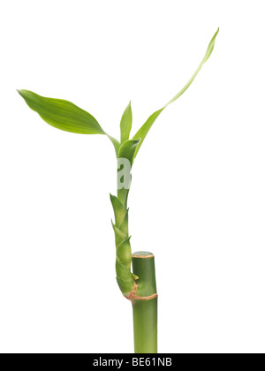 La fortuna di piante di bambù Foto Stock