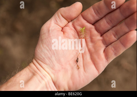 Una piantina con semi guscio nel palmo della mano Foto Stock