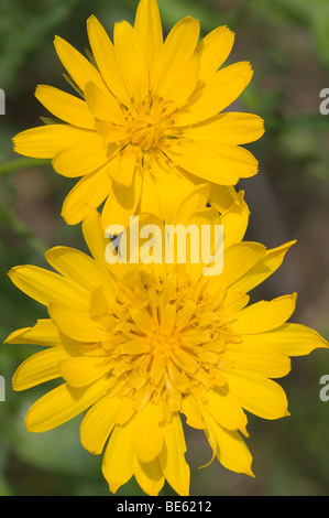 Prato Salsefrica (Tragopogon pratensis) Foto Stock