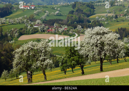 Fioritura di peri, Mostviertel regione vicino Biberbach, Moststrasse percorso, Austria Inferiore, Austria, Europa Foto Stock