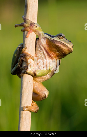 Raganella (Hyla arborea) Foto Stock