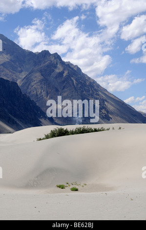 Fiume paesaggio di dune in alte alpi del Shyok Valley, vicino l'oasi Hundar, Valle di Nubra, Ladakh, Jammu e Kashmir, Nort Foto Stock