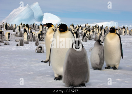 Allevamento di colonia di pinguini imperatore a Snow Hill Island in Antartide, soffici adorable bebè, iceberg, cielo blu Foto Stock