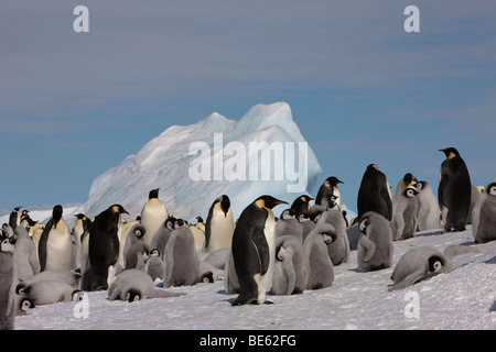 Allevamento di colonia di pinguini imperatore a Snow Hill Island in Antartide Foto Stock