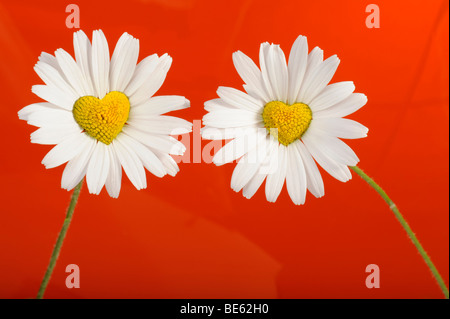 Margherite (Leucanthemum) con fiori del disco in forma di cuore Foto Stock