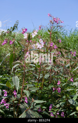 Balsamo himalayana piante invadenti rive del fiume Wye, Regno Unito Foto Stock