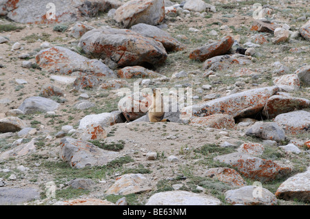 L'Himalayan marmotta (Marmota himalayana) su 4000m, al di sotto del Kardung Pass, Valle di Nubra, Ladakh Himalaya, India, Asia Foto Stock