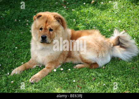 Chow Chow, cane maschio, in appoggio sul prato Foto Stock