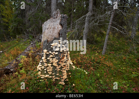 Vecchio bosco di crescita Foto Stock