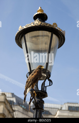 Una fotografia di un Kestrel arroccato su un lampione in Trafalgar Square Foto Stock