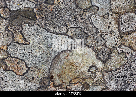 Mappa lichen colonia su una roccia Foto Stock