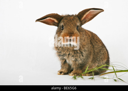 Giovani di coniglio in pet Foto Stock