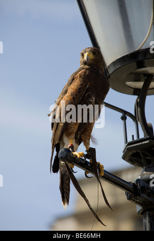 Una fotografia di un Kestrel arroccato su un lampione in Trafalgar Square Foto Stock