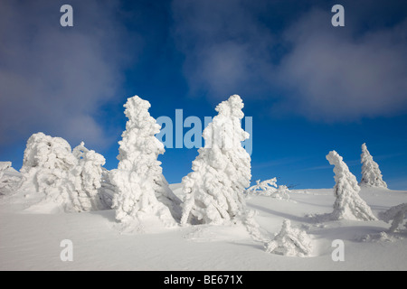 Abete rosso (Picea sp.) ricoperta di neve, grande Arber, foresta boema. Foto Stock