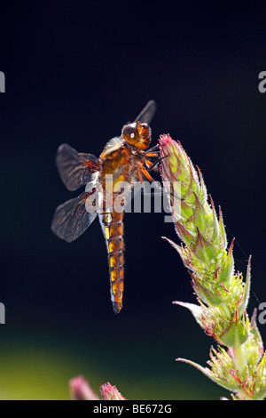 Ampia corposo Chaser (Libellula depressa), maschio Foto Stock