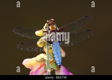 Ampia corposo Chaser (Libellula depressa), maschile seduto su una fioritura foxglove comune Foto Stock