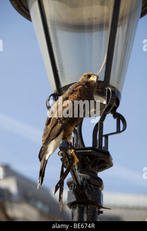 Una fotografia di un Kestrel arroccato su un lampione in Trafalgar Square Foto Stock