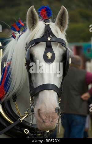 Immagine ravvicinata di un grigio shire cavallo Foto Stock