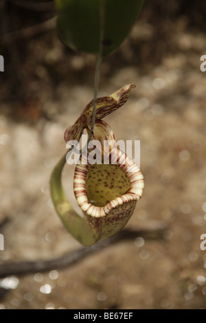 Pianta brocca (Nepenthes) nel Bako National Park vicino a Kuching, Sarawak, Borneo, Malaysia, sud-est asiatico Foto Stock