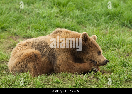 Unione l'orso bruno (Ursus arctos) giacenti in un prato. Foto Stock