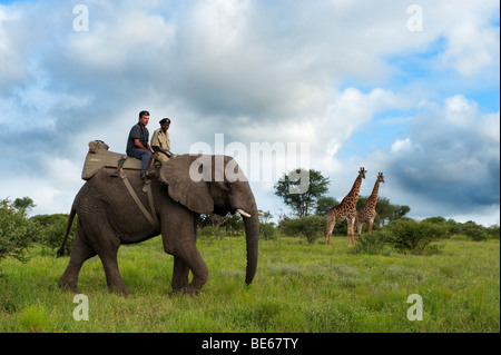 Elephant Back Safari con la giraffa, Kapama Game Reserve, maggiore parco nazionale Kruger, Sud Africa Foto Stock