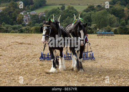 Due shire cavalli tirando un aratro, UK. Foto Stock