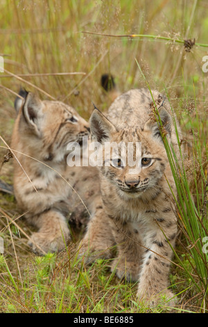 Lince europea (Felis lynx, Lynx lynx). Due giovani in erba alta. Foto Stock