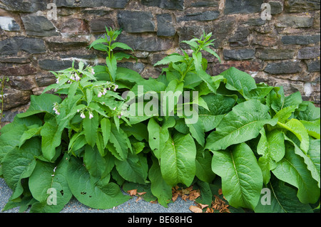 Comfrey coltivazione di erbe contro il muro di pietra REGNO UNITO Foto Stock